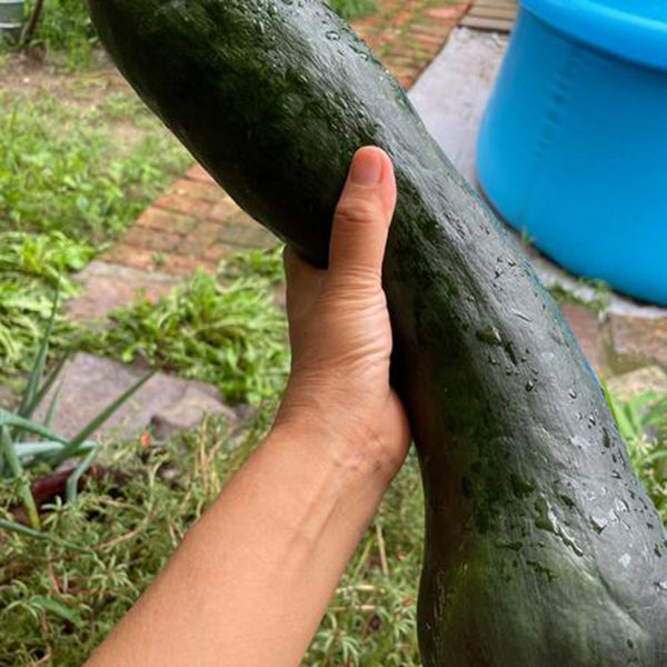 Extra-Early Mobo Squash, 15 Seeds
