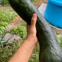 Extra-Early Mobo Squash, 15 Seeds