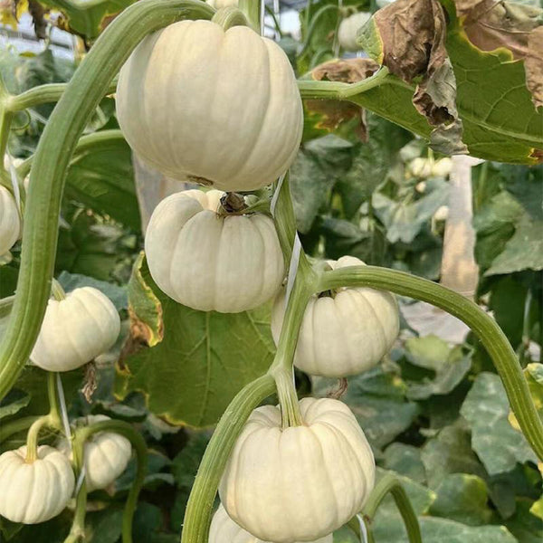 Tianzi Yubei White Baby Pumpkin, 5 Seeds