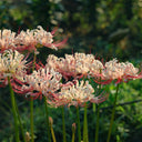 Lycoris squamigera 'White Chunxiao', 1 Bulb