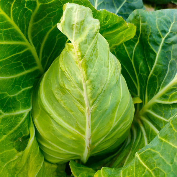 Huachun Oxheart Cabbage Seeds, 10g