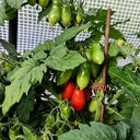 829 Micro Laura Tomato, 5 Seeds