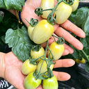 White Jade Cherry Tomato, 100 Seeds