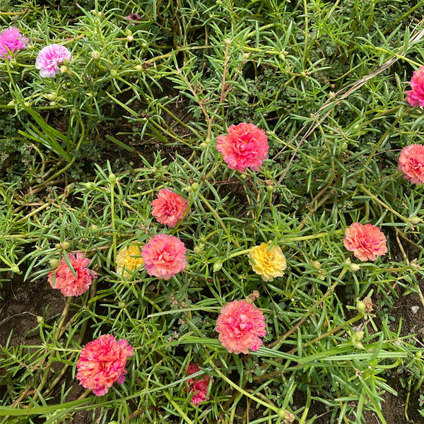 Hezhichun Mixed Double Portulaca Seeds, 1g
