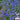 Blue Flax, 1g
