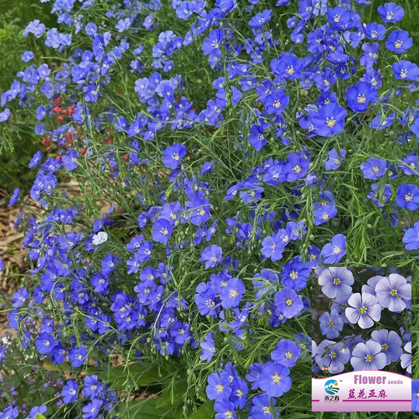 Blue Flax, 1g