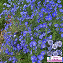 Blue Flax, 1g