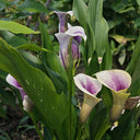 'Picasso' Calla Lily, 16/18cm Circumference, 1 Bulb