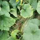 Beimi No.3 Pumpkin Seeds, 50 Seeds