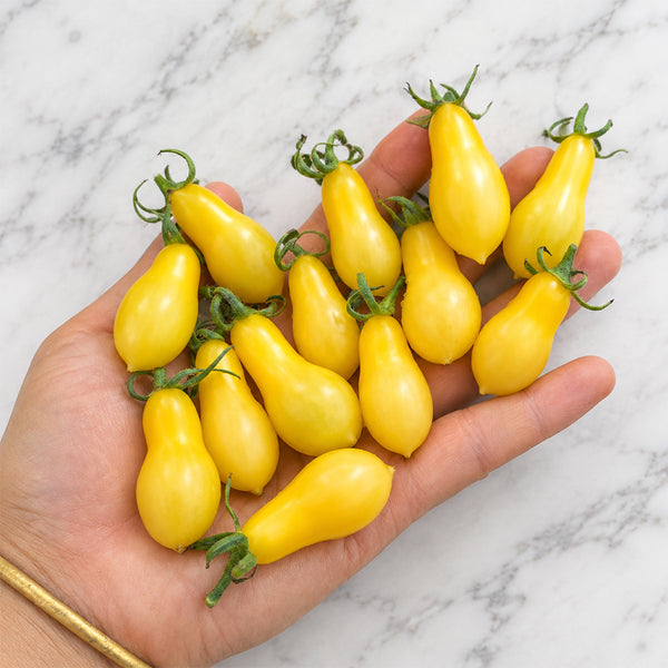 1145 Sweet Snow Pear Tomato, 5 Seeds