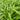 Jiemei New Green Willow Leaf Water Spinach Seeds, 500g