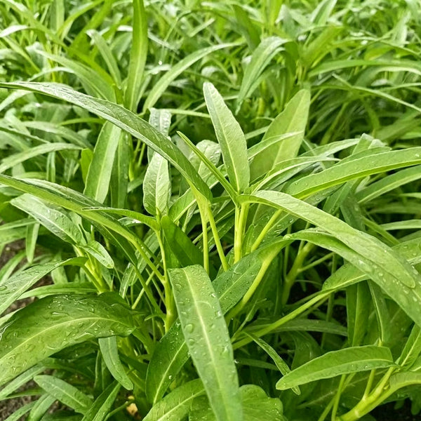 Jiemei New Green Willow Leaf Water Spinach Seeds, 500g