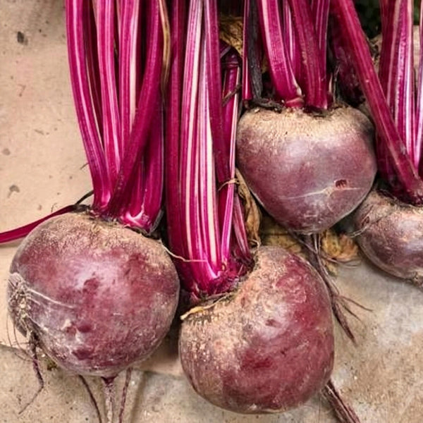 HC Purple Top Beet Seeds, 10g