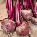 HC Purple Top Beet Seeds, 10g