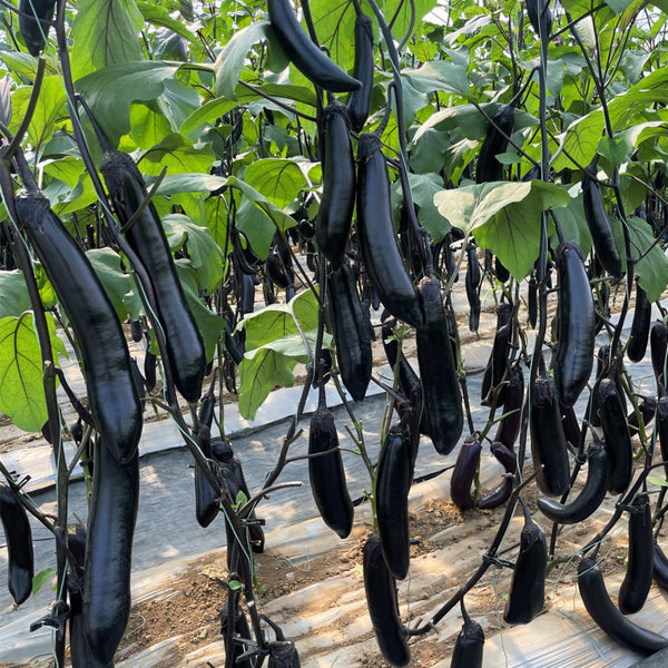 'Heiguiren' Long Eggplant Seeds, 50 Seeds