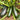 Summit Zucchini Seeds, 10g