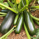 Summit Zucchini Seeds, 10g