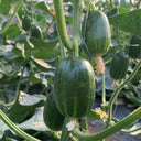 'Golden Boy' Cucumber F1 Seeds, 10 Seeds