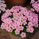 Oxalis glabra Series Bulb - 'Feather Cloak', 20 Bulbs