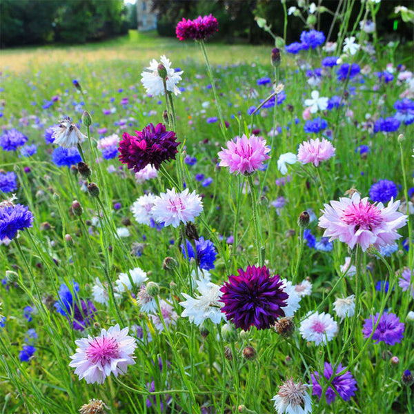 Hezhichun Mixed Color Cornflower Seeds, 1g