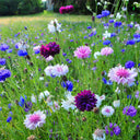 Hezhichun Mixed Color Cornflower Seeds, 1g
