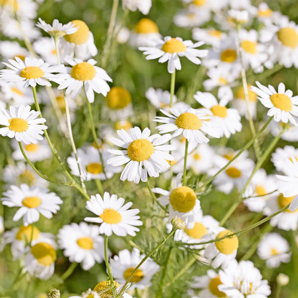 German Chamomile, 5000 Seeds