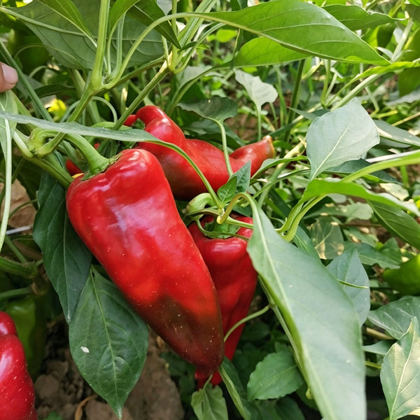 Premium Spicy Red Pickled Pepper Seeds, 0.5g