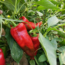 Premium Spicy Red Pickled Pepper Seeds, 0.5g