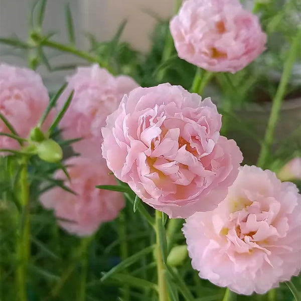 Hezhichun Pink Moss-Rose Purslane Seeds, 1g
