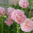 Hezhichun Pink Moss-Rose Purslane Seeds, 1g