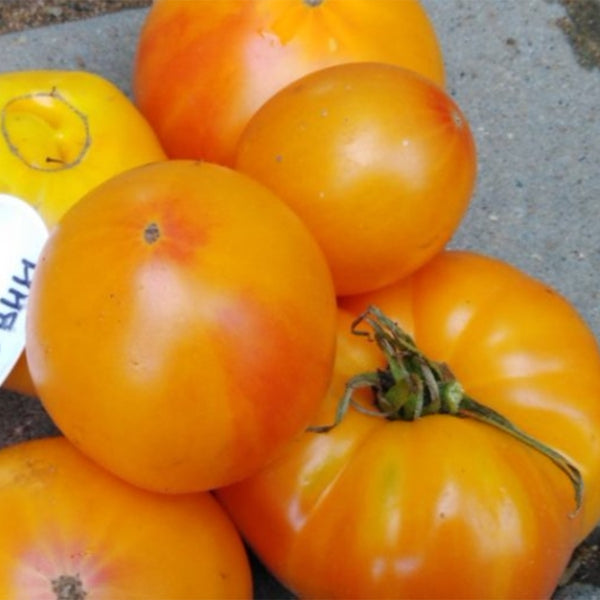 740 Moldovan Gold Tomato, 5 Seeds