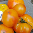 740 Moldovan Gold Tomato, 5 Seeds