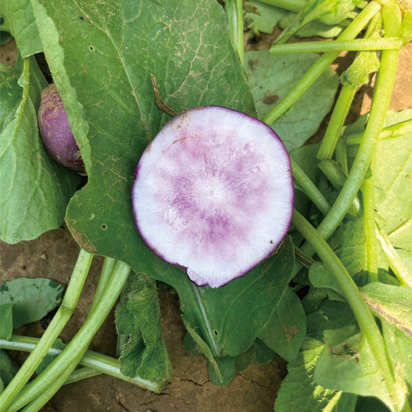 Purple Cherry Radish Seeds, 5g