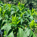Blazing Upright Cluster Pepper Seeds, 0.5g