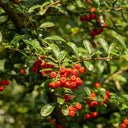 Red Firethorn, 100 Seeds