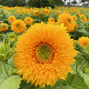 Teddy Bear Sunflower Seeds, 1g