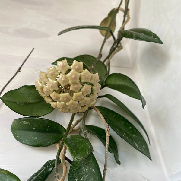 Hoya trinervia 'Splash', 5 Cuttings