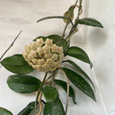 Hoya trinervia 'Splash', 5 Cuttings