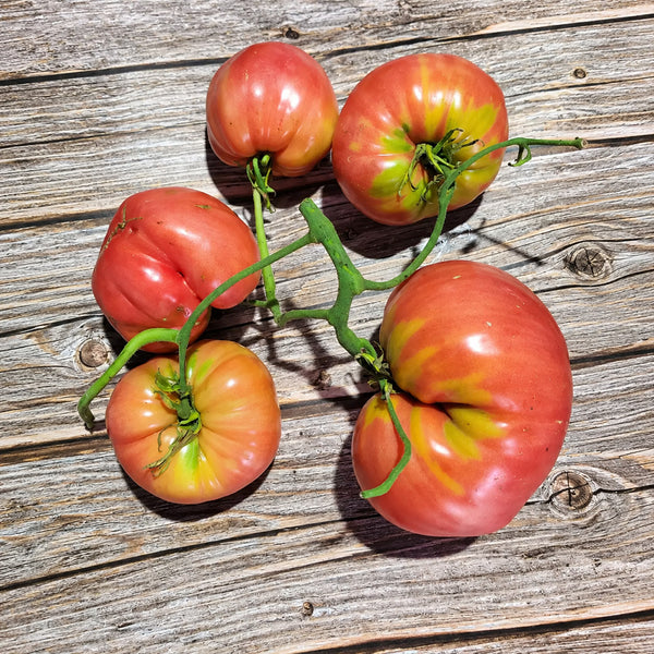 331 Yoshkin Cat Tomato, 5 Seeds