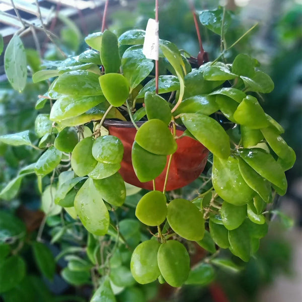 Hoya lukaensis, 5 Cuttings