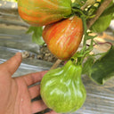 992 Brutti Tomato, 5 Seeds