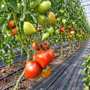 589 Linnaeus Heart Tomato, 5 Seeds