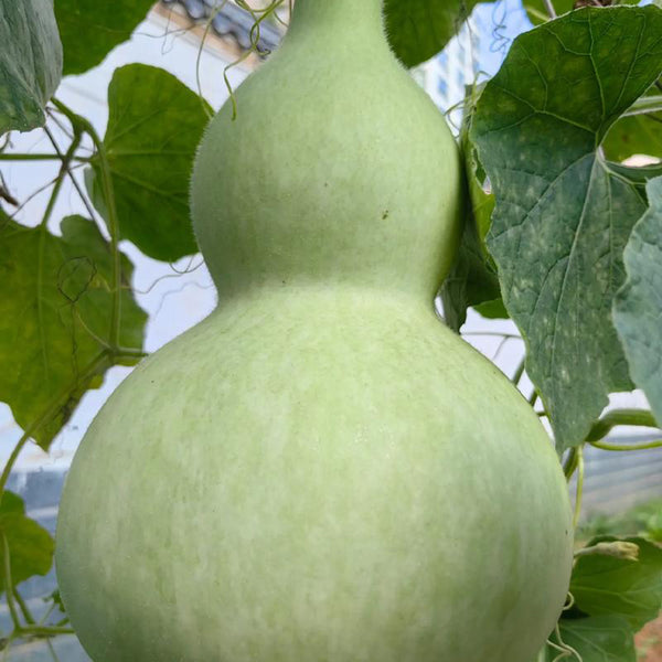 Extra-Large Bottle Gourd, 25 Seeds