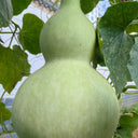 Extra-Large Bottle Gourd, 25 Seeds