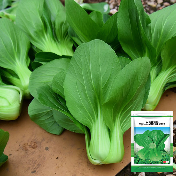 Shanghai Bok Choy Seeds, 10g