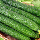 Zhongnong Spring-Autumn Hybrid Cucumber F1 Seeds, 3g