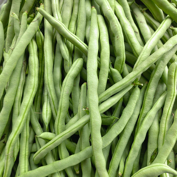 'Shuangqing No.35' Snap Bean Seeds, 25g