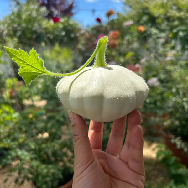 'White Flying Saucer' Gourd, 20 Seeds