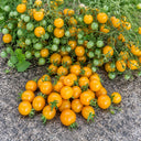 61 Mille Fleurs Tomato, 5 Seeds