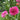 Purple-red Pincushion Flower Seeds, 200 Seeds